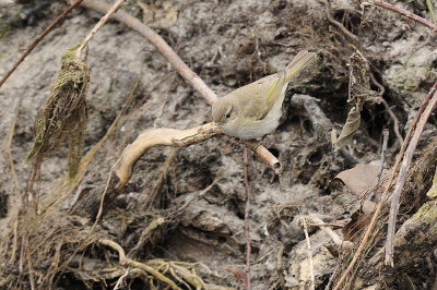Lui' piccolo ssp. Tristis