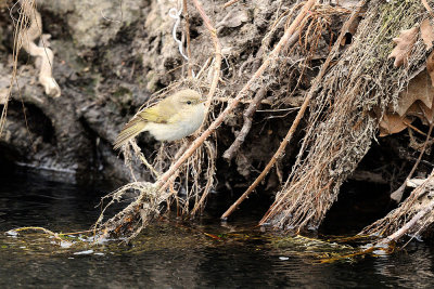 Lui' piccolo ssp. Tristis