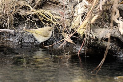 Lui' piccolo ssp. Tristis