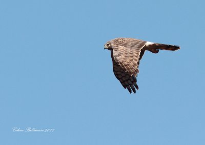 _MG_2019.jpgBusard St-Martin