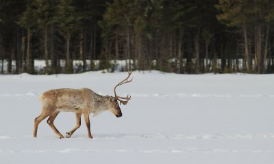 _MG_3760caribou.jpg