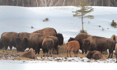 _MG_3879bisons.jpg