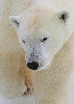 _MG_4337ours polaire/ Polar Bear.jpg
