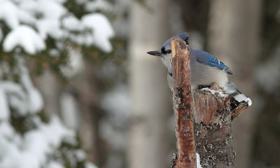 _MG_4615 Geai bleu/ Blue-Geay.jpg