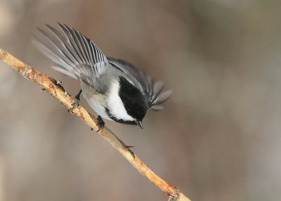_MG_4844 Mésange à tête noire/ Black-headed Chickadee.jpg