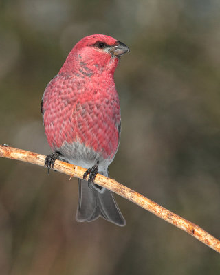 _MG_9762Durbec des sapins/ Pine grosbeack.jpg