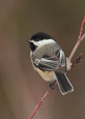 _MG_0748Msange  tte noire/ Black-headed chickadee.jpg