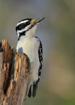 _MG_0833 Pic chevelu/ Hairy Woodpecker.jpg