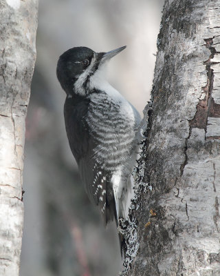 _MG_2065 Pic  dos noir femelle/ Black-backed woodpecker.jpg