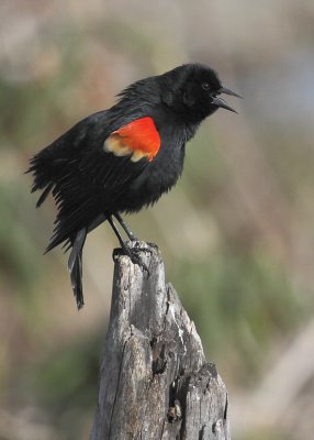 _MG_2486 Carouge  paulettes/Red-winged blackbird.jpg