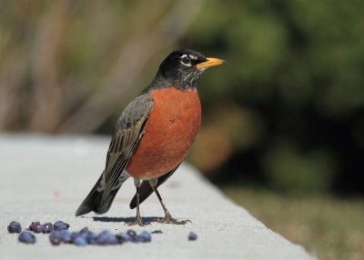 _MG_2479 Merle d'Amrique/ American robin.jpg