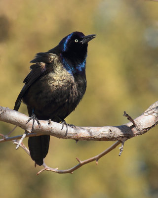 _MG_2434 Quiscale bronz/Common Grackle.jpg