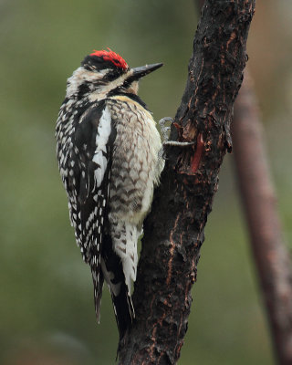 _MG_2987Pic macul/ Yellow bellied woodpecker.jpg