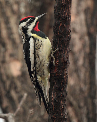 _MG_3004 Pic macul/ Yellow-belleid woodpecker.jpg
