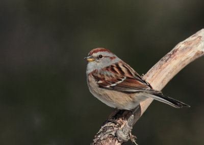 _MG_4248Bruant hudsonien/ American tree sparrow.jpg