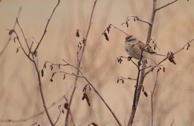 _MG_4540Bruant hudsonnien/America tree sparrow.JPG