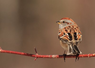 _MG_4623Bruant  hudsonnien/ American tree Sparrow.jpg