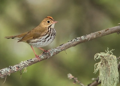 _MG_7635Paruline couronne/Ovenbird.jpg