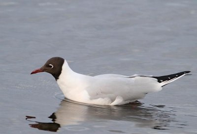 Black-headed Gull, ad. breeding