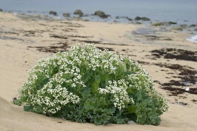 Strandkl, (Crambe maritima)