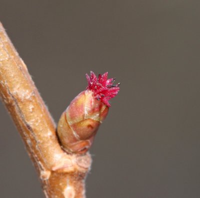 European Hazel, female flower