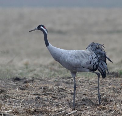 Common Crane