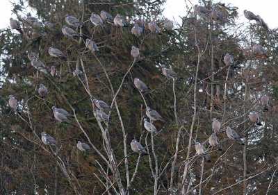 Commun Wood Pigeons.  Spring migration