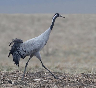 Common Crane