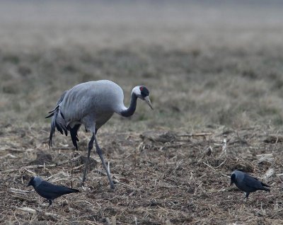 Common Crane with Jackdows