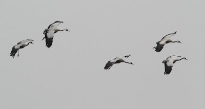 Common Cranes