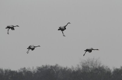 Common Cranes, landing