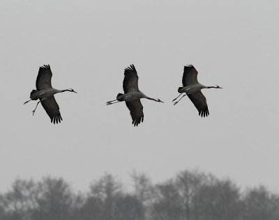 Common Cranes, landing