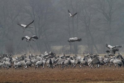 Hungry Cranes