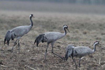 Common Cranes