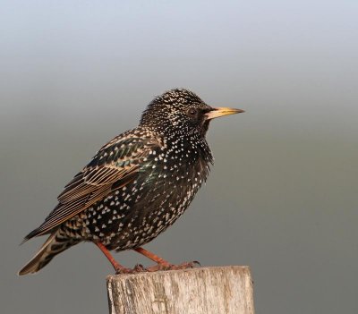 Common Starling, ad, female