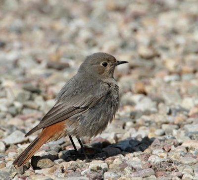 Black Redstart, male, 2 cy