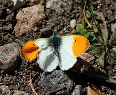 Aurorafjäril, (Anthocharis cardamines)