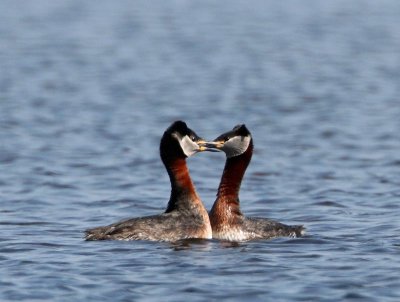 Red-necked Grebes