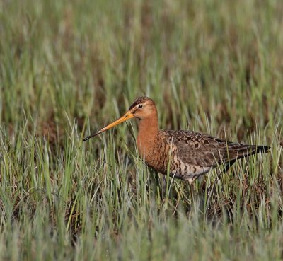 Black-tailed Godwit, male, breeding