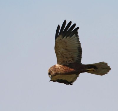 Western March Harrier, imm. male
