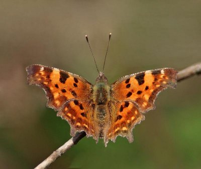Vinbärsfuks,(Polygonia c-album)