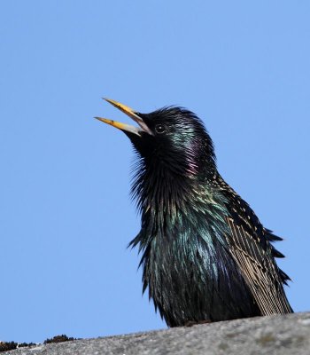 Common Starling, male
