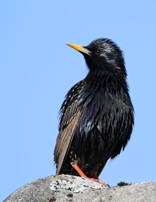 Common Starling, male