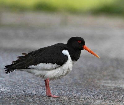 Eurasian Oystercatcher, ad. breeding
