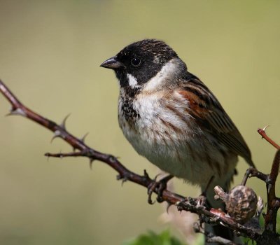 Reed Bunting, male