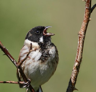 Reed Bunting, male