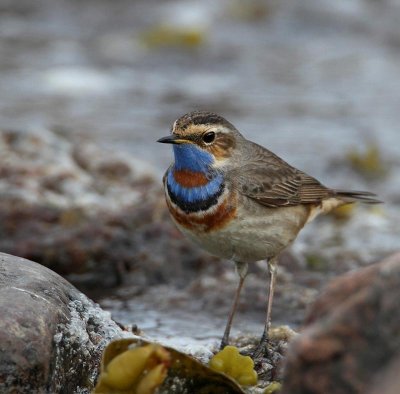 Bluethroat, adult male