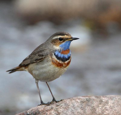 Bluethroat, adult male