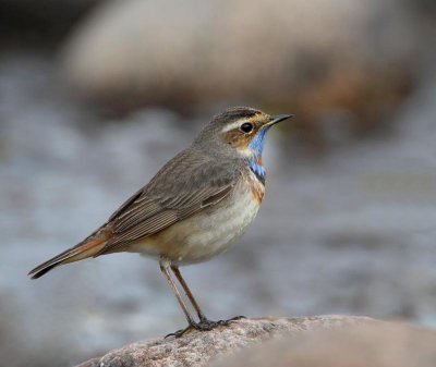 Bluethroat, adult male