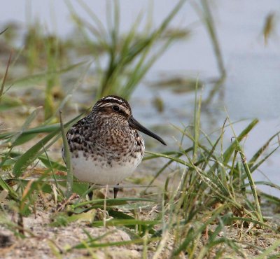 Broad-billed Sandpiper, adult